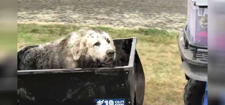 Dog Rescues Friend Stuck In Mud 121