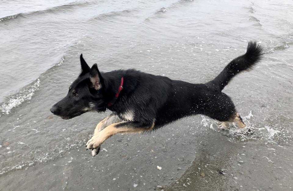 Dog Rescues Friend Stuck In Mud 2