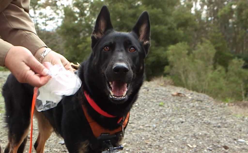 Dog Rescues Friend Stuck In Mud 20