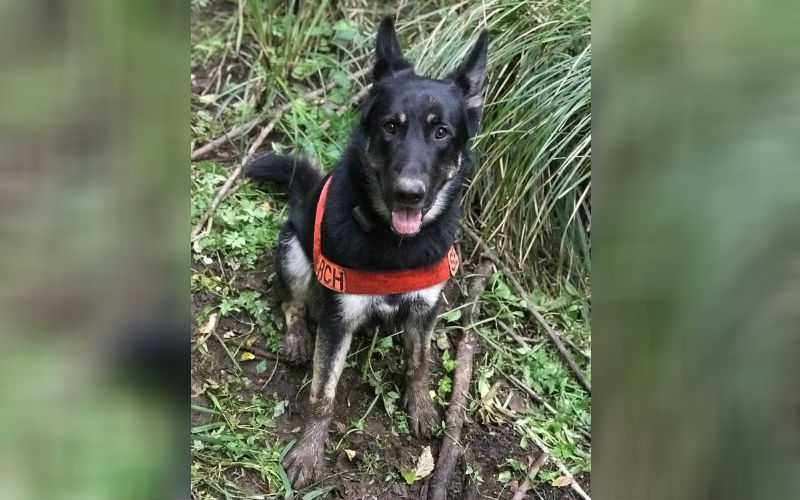 Dog Rescues Friend Stuck In Mud 31