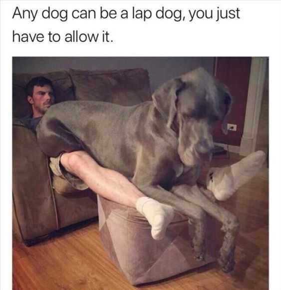Funny Allow It