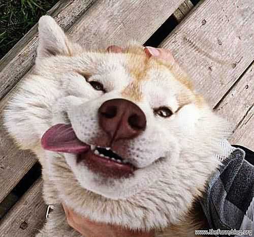 Funny Animal Smush