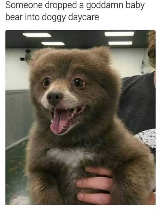 Funny Baby Bear