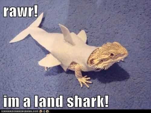 Funny Bearded Dragon