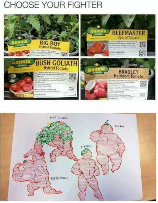 Funny Big Boy Lettuce