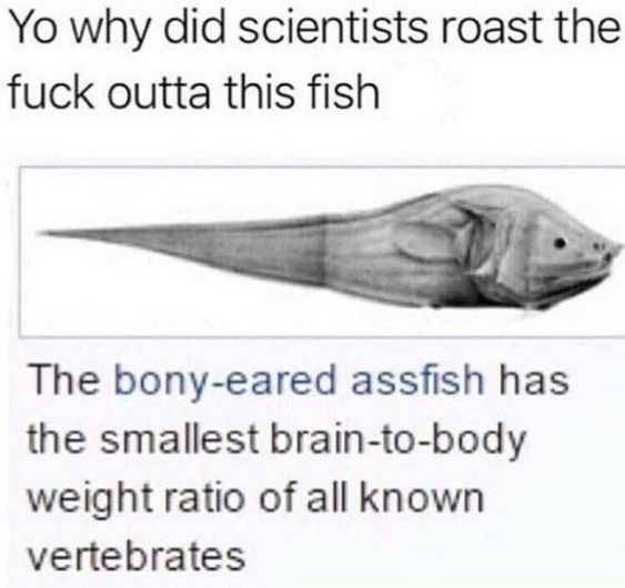 Funny Boney Eared