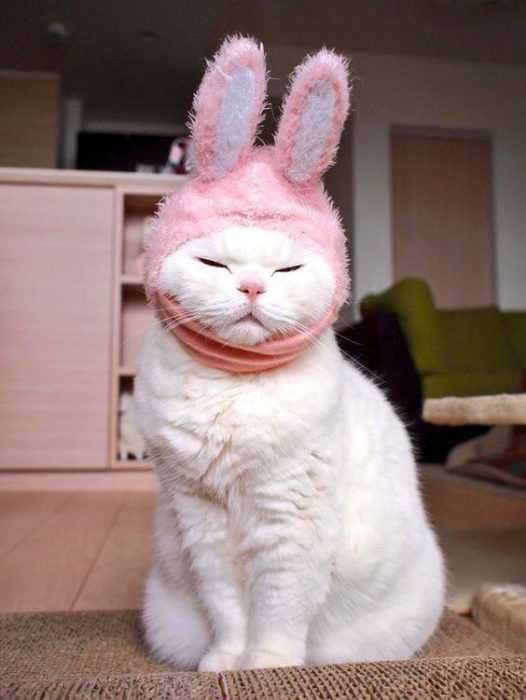 Funny Cabbit