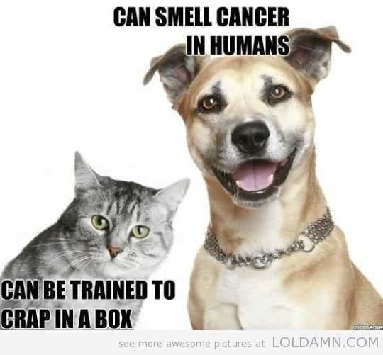 Funny Can Be Trained