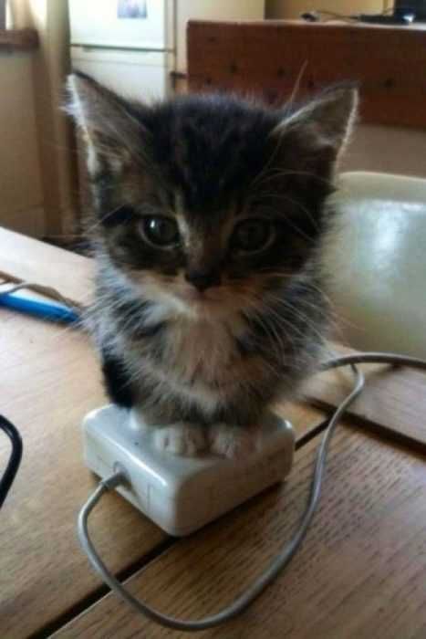 Funny Cat Apple