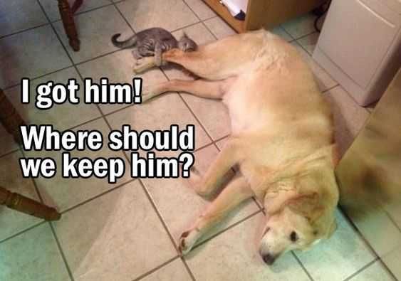 Funny Cat Bites Dog
