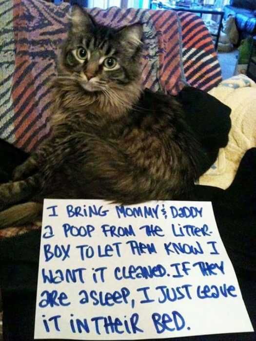 Funny Cat Bring