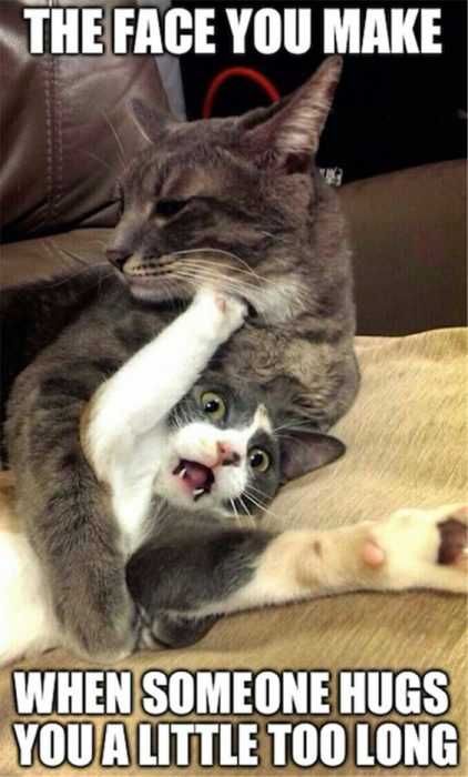Funny Cat Hug