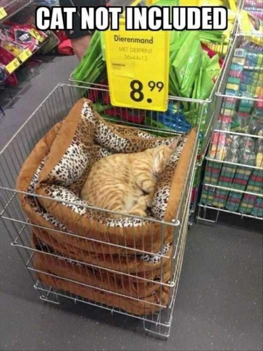 Funny Cat Not Included