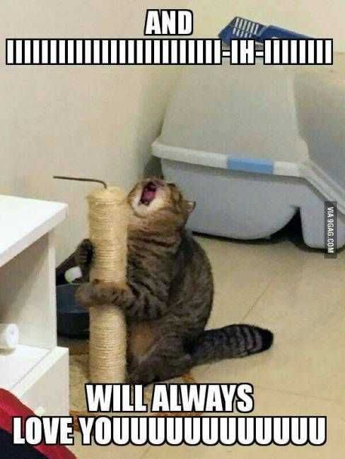 Funny Cat Pole