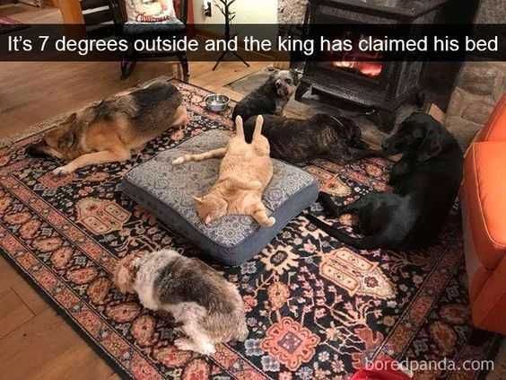 Funny Claimed His Bed