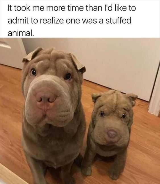 Funny Double