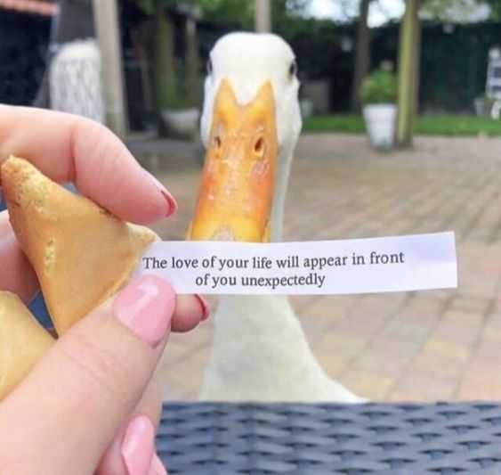 Funny Duck