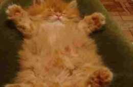 Funny Fell Asleep