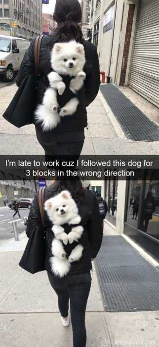 Funny Followed 3 Blocks