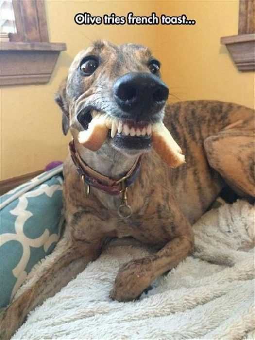 Funny French Toast