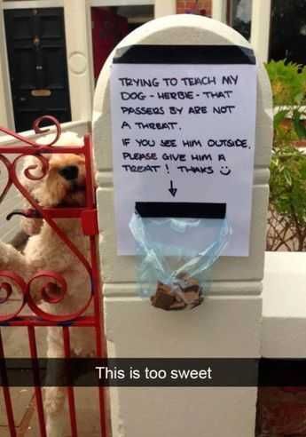 Funny Herbie Treat