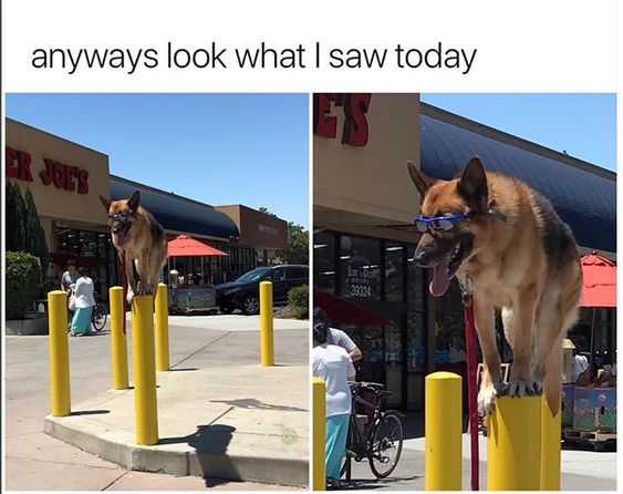 Funny Look What Dog