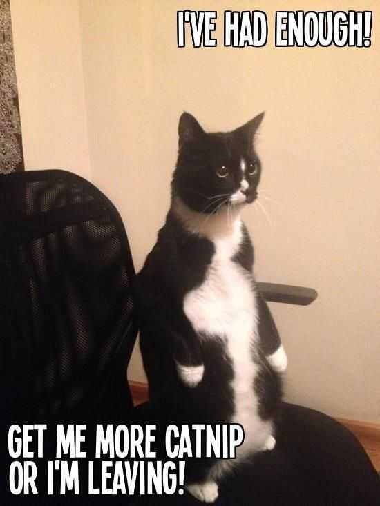 Funny More Catnip