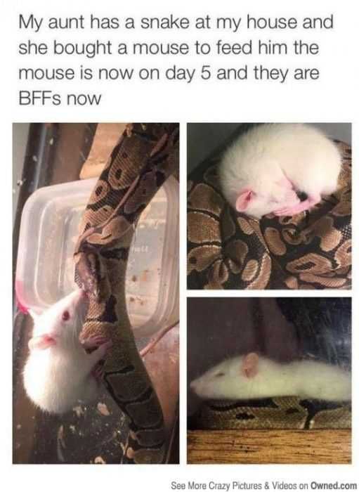 Funny Mouse Bff