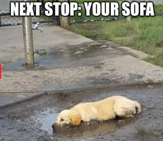 Funny Muddy Sofa