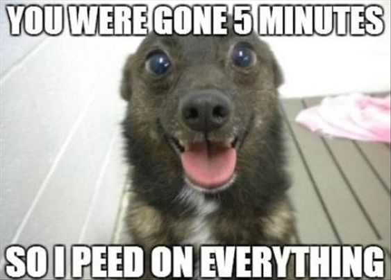 Funny On Everything