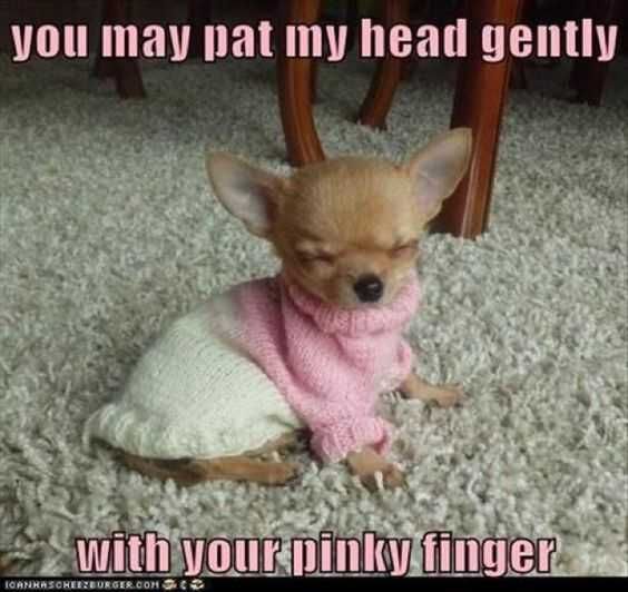 Funny Pat Gently