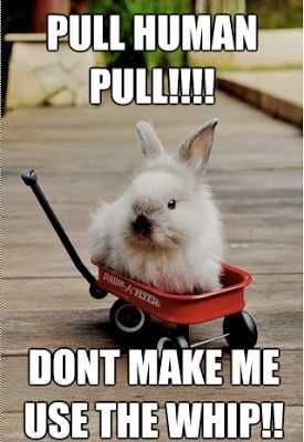 Funny Pull Human