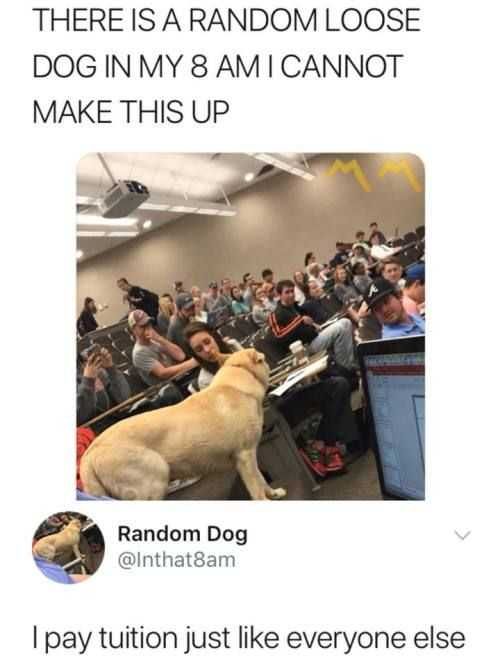Funny Random Dog