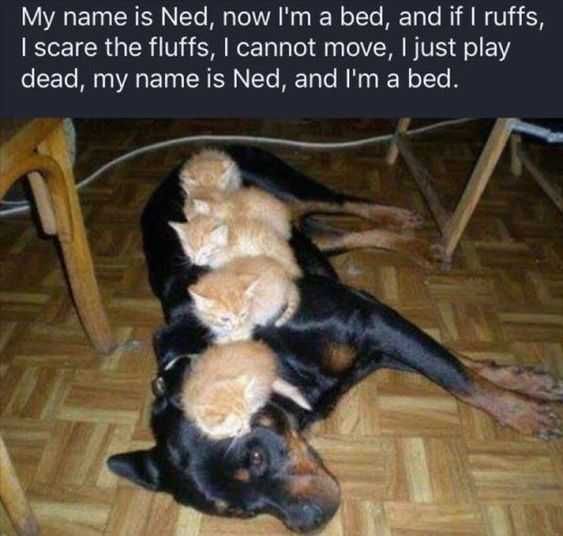 Funny Scare The Fluffs