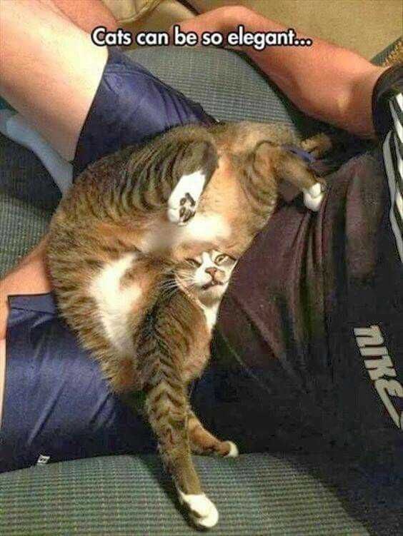 Funny Smush