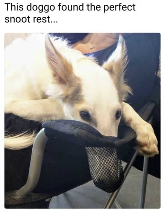 Funny Snoot Rest