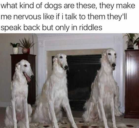 Funny Speak In Riddles