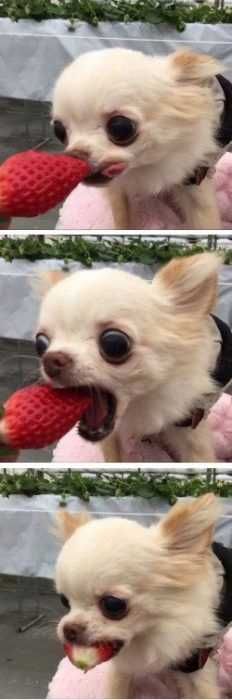 Funny Strawberry