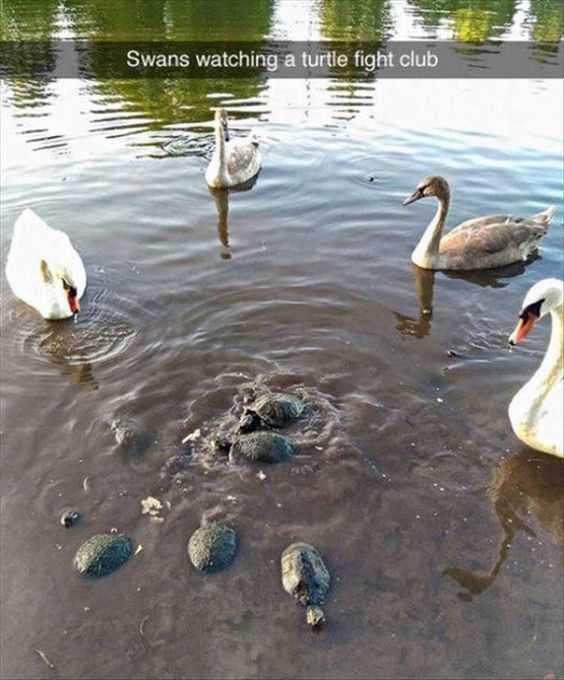 Funny Swan Fight
