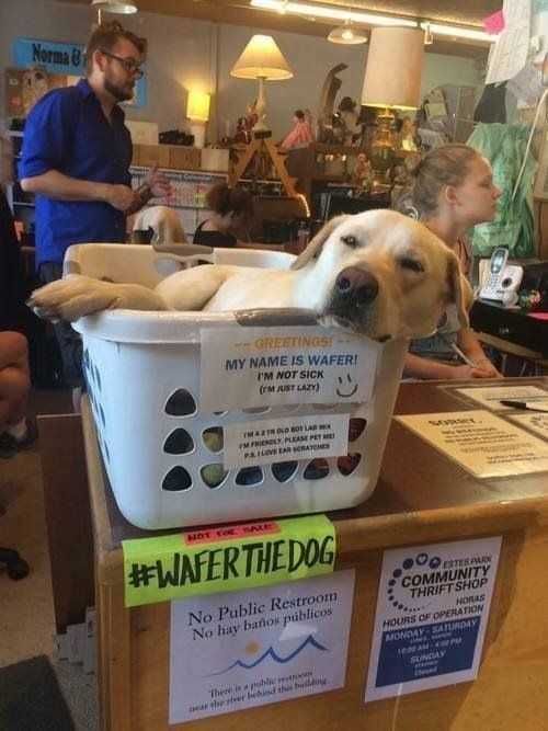 Funny Wafer The Dog