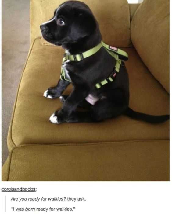 Funny Walkies