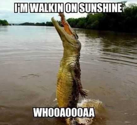 Funny Wlaking Onsunshine