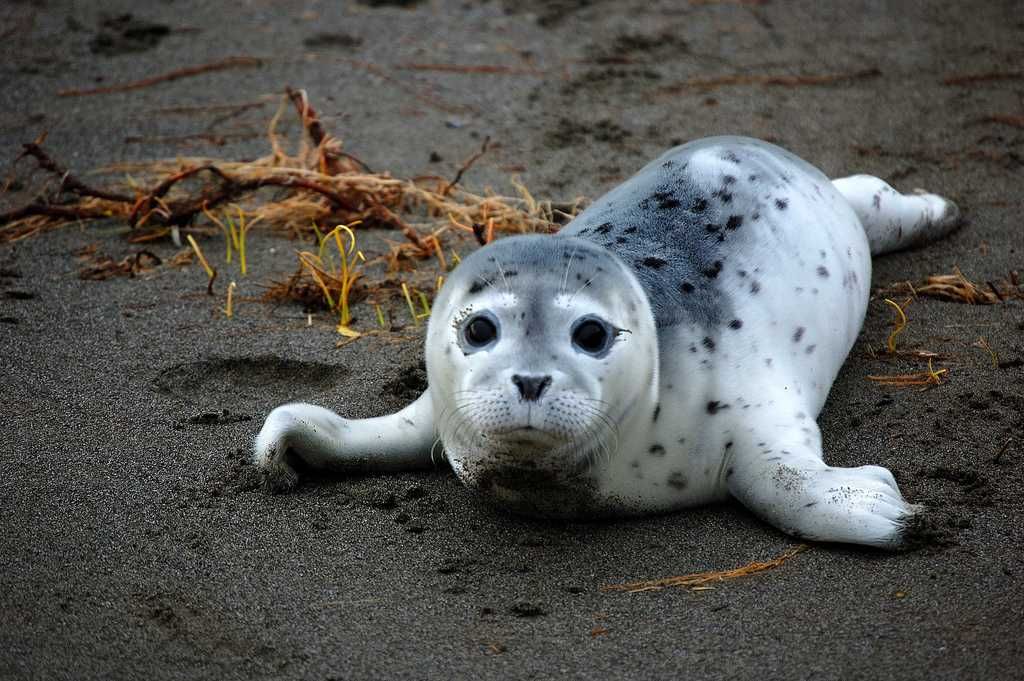 Harbor Seal