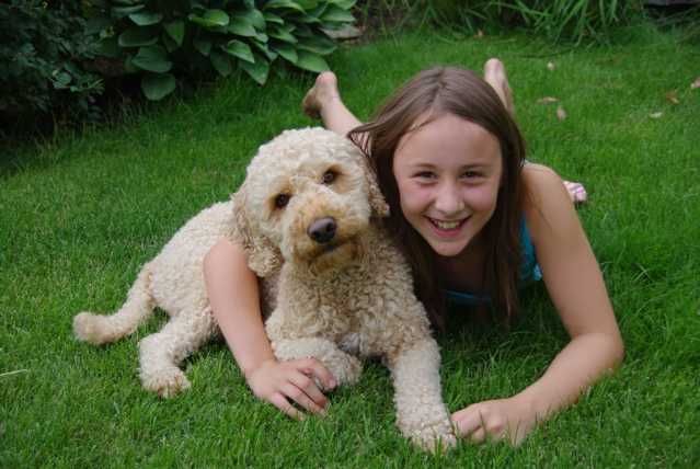 Labradoodle