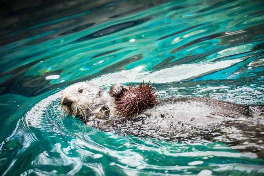 Otter