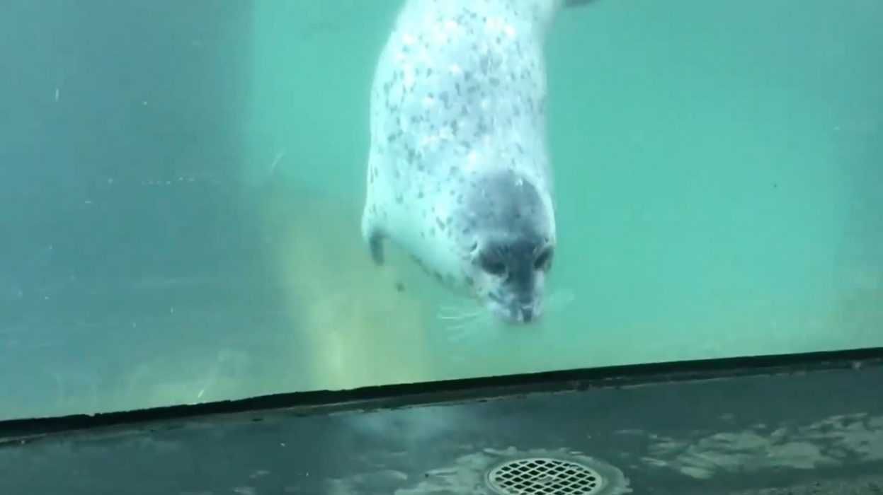 Seal1
