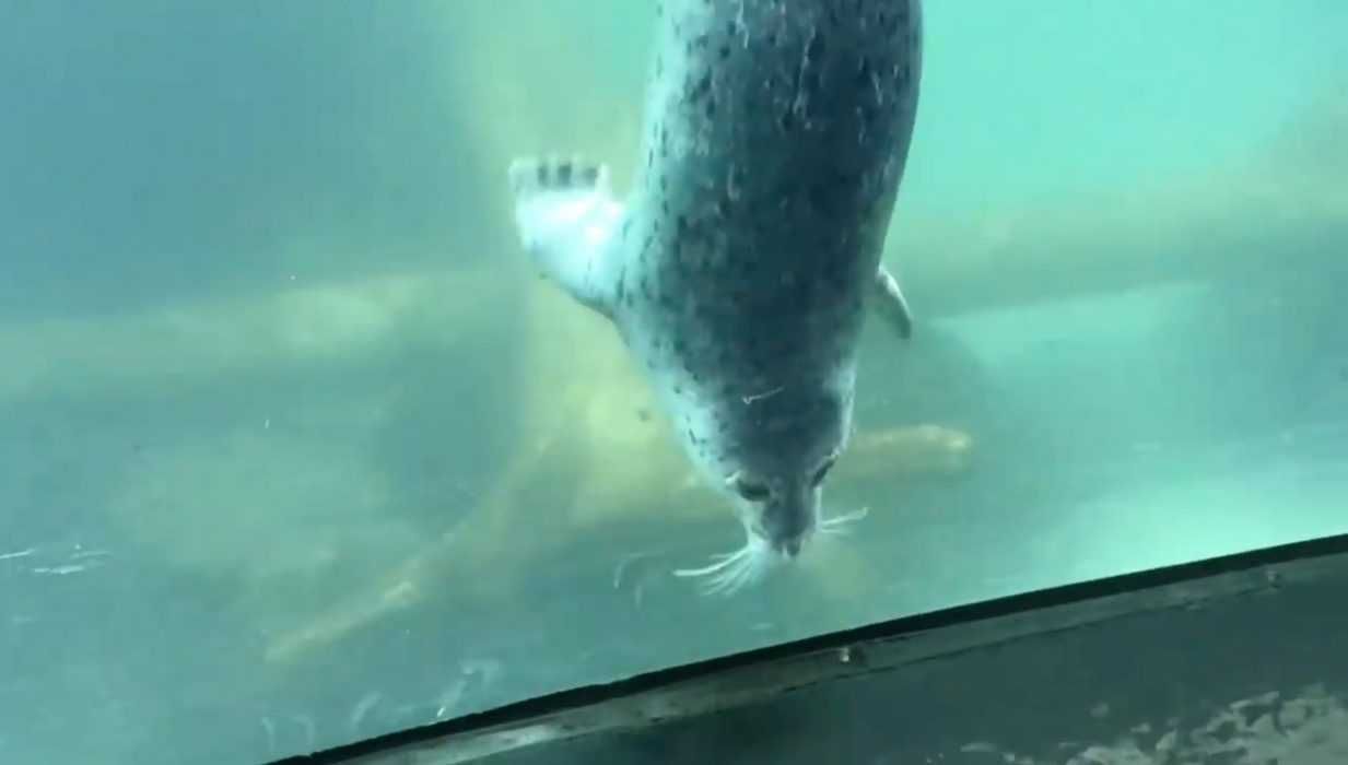 Seal2