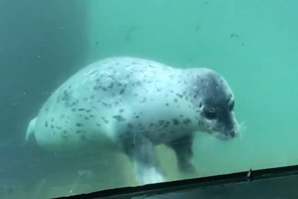 Seal3