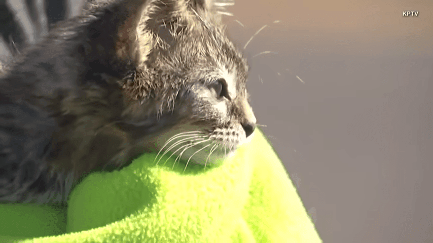 5 Week Old Kitten Named Sticky Found Glued To Busy Oregon Road 0 55 Screenshot