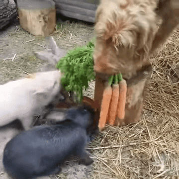 Dog Holdin Carrots To Feed Rabbits 0 26 Screenshot